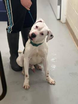 Boxer and Mixed Breed Dogs Available for Adoption - Thor | PetCurious