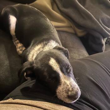 Black Labrador Retriever and Dalmatian Dogs Available for Adoption - Milo | PetCurious