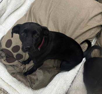 Rescue Black Labrador Retriever Dogs for Adoption in Martinsburg, West Virginia - Angel | PetCurious