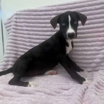 Mickey 54497 -  Labrador Retriever and Husky Dog for Adoption in Las Vegas, Nevada - Mickey 54497 | PetCurious