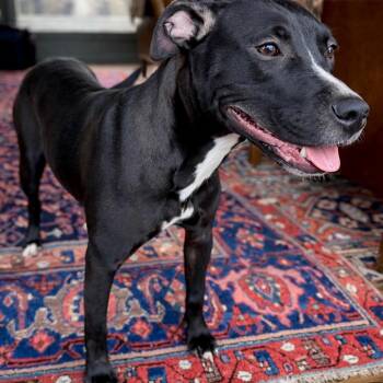 Daisy -  American Staffordshire Terrier and Labrador Retriever Dog for Adoption in Princeton, Massachusetts - Daisy | PetCurious