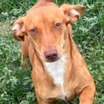 Caramel -  Dachshund Dog for Adoption in Calverton, New York - Caramel | PetCurious
