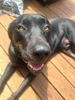 Great Dane and Black Labrador Retriever Dogs Available for Adoption in Palmyra, Virginia - Atreus | PetCurious