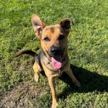 Rescue Mixed Breed Dogs for Adoption in Medford, Oregon - Moose | PetCurious