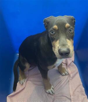 ARCHIE -  Mixed Breed Dog for Adoption in Dallas, Texas - ARCHIE | PetCurious