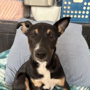 Rescue Border Collie and Cattle Dog Dogs for Adoption in Shorewood, Illinois - Lily | PetCurious