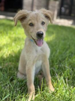 Teddy -  Golden Retriever Dog for Adoption in Helotes, Texas - Teddy | PetCurious