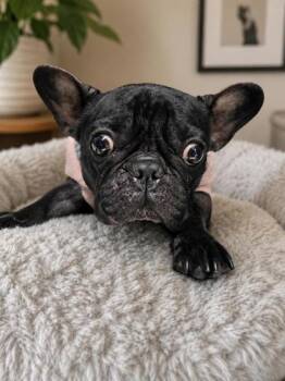 French Bulldog Dogs Available for Adoption in Malvern, Pennsylvania - Onyx | PetCurious