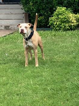 FORD -  Mixed Breed Dog for Adoption in Dallas, Texas - FORD | PetCurious
