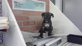 A2079408 -  Staffordshire Bull Terrier and Mixed Breed Dog for Adoption in Houston, Texas - A2079408 | PetCurious