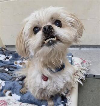 Shih Tzu and Maltese Dogs Available for Adoption in Boston, Massachusetts - LEVI GEORGE | PetCurious