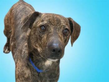 SCRAPPY-DOO -  Hound and Mixed Breed Dog for Adoption in Fort Lauderdale, Florida - SCRAPPY-DOO | PetCurious