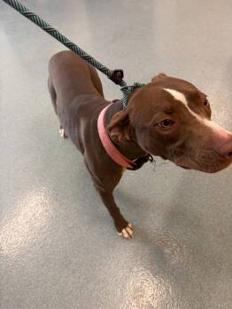 Rescue Pit Bull Terrier Dogs for Adoption in Portland, Indiana - Nestle | PetCurious