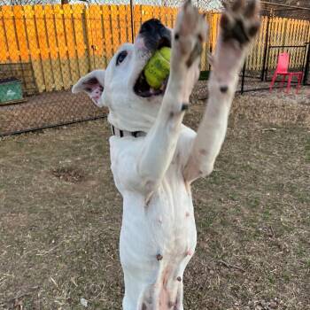 Pit Bull Terrier and Mixed Breed Dogs Available for Adoption in Fayetteville, Arkansas - Meeka | PetCurious