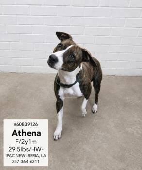 Athena -  Mixed Breed Dog for Adoption in New Iberia, Louisiana - Athena | PetCurious