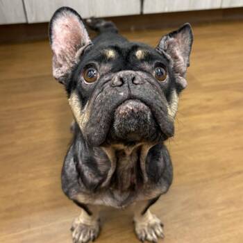 Kyla -  French Bulldog and Mixed Breed Dog for Adoption in Beaumont, Texas - Kyla | PetCurious
