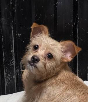 Terrier and Mixed Breed Dogs Available for Adoption in Severance, Colorado - Sophia | PetCurious