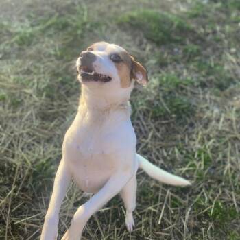 Terrier and Mixed Breed Dogs Available for Adoption in Jacksboro, Tennessee - Cream | PetCurious