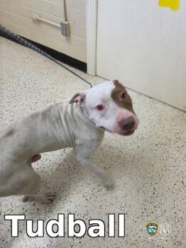 Tudball -  Pit Bull Terrier Dog for Adoption in Rocky Mount, North Carolina - Tudball | PetCurious