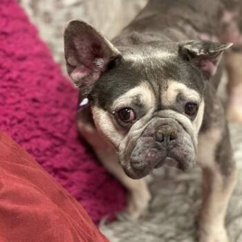 Koopa -  French Bulldog and Mixed Breed Dog for Adoption in San Francisco, California - Koopa | PetCurious