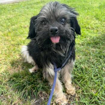 Orville -  Yorkshire Terrier Dog for Adoption in San Diego, California - Orville | PetCurious