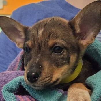 Chilli -  Mixed Breed Dog Available for Adoption in Voorhees Township, New Jersey - Chilli | PetCurious