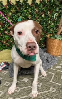 Buster -  American Staffordshire Terrier Dog for Adoption in Roswell, Georgia - Buster | PetCurious