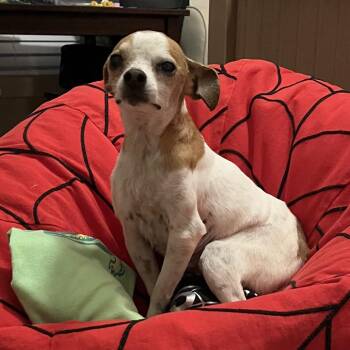 Chihuahua and Mixed Breed Dogs Available for Adoption in Brownsboro, Alabama - Daisey | PetCurious