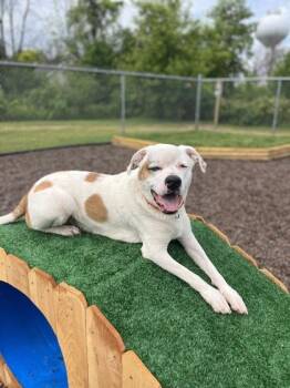 Lucky -  Hound Dog for Adoption in Neenah, Wisconsin - Lucky | PetCurious