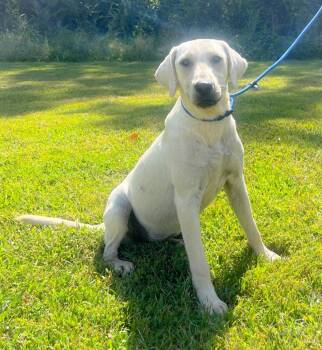 Willow -  Labrador Retriever Dog for Adoption in Murray, Kentucky - Willow | PetCurious