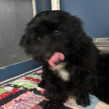 Poodle Dogs Available for Adoption - Jim | PetCurious