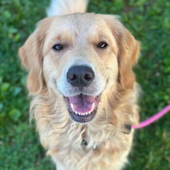 Sylvia -  Golden Retriever Dog for Adoption in Philadelphia, Pennsylvania - Sylvia | PetCurious