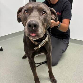 Captain Sniff -  Weimaraner and Mixed Breed Dog for Adoption in Abilene, Texas - Captain Sniff | PetCurious