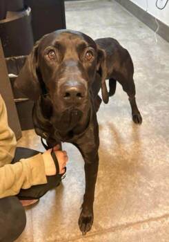 Rescue Labrador Retriever and Mixed Breed Dogs for Adoption in Bowling Green, Kentucky - Buckle | PetCurious