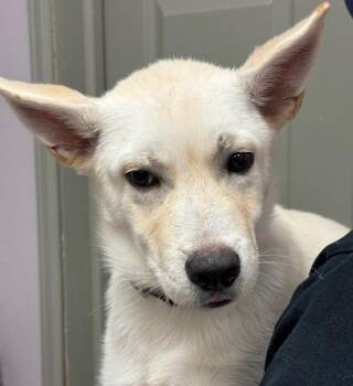 Shepherd Dogs Available for Adoption in Littleton, Colorado - Corbin | PetCurious