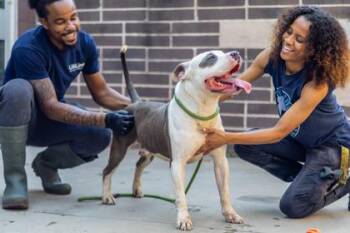 Rockwell -  Mixed Breed Dog for Adoption in Chamblee, Georgia - Rockwell | PetCurious