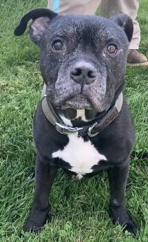 Rescue Pit Bull Terrier Dogs for Adoption in Sandusky, Michigan - Naheli | PetCurious