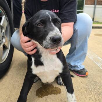 Fitzgerald 050505U -  Cattle Dog Dog for Adoption in Tupelo, Mississippi - Fitzgerald 050505U | PetCurious