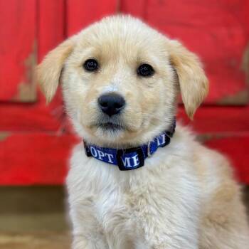 Impala (Rebecca) -  Shepherd and Catahoula Leopard Dog Dog for Adoption in Midland, Texas - Impala (Rebecca) | PetCurious