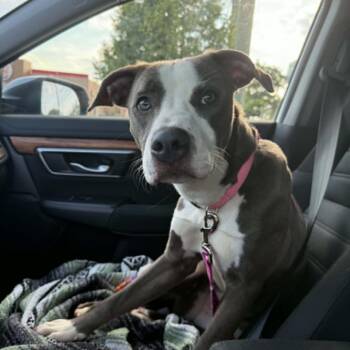 Minty -  Pit Bull Terrier and Mixed Breed Dog for Adoption in Ferndale, Michigan - Minty | PetCurious