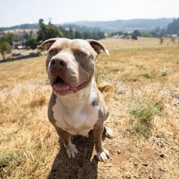 Monte -  Pit Bull Terrier Dog for Adoption in Golden, Colorado - Monte | PetCurious