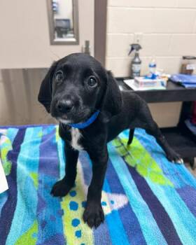 Coonhound and Mixed Breed Dogs Available for Adoption in Westland, Michigan - Dr. Langdon | PetCurious