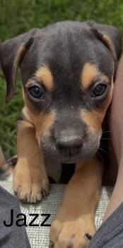 Jazz -  Terrier Dog for Adoption - Jazz | PetCurious