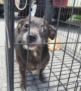 1-2 -  Terrier Dog for Adoption in San Antonio, Texas - 1-2 | PetCurious
