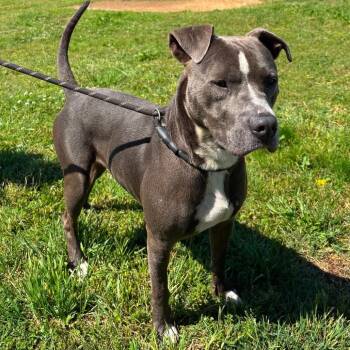 American Staffordshire Terrier Dogs Available for Adoption in Hackett, Arkansas - Mr. Mangoes | PetCurious
