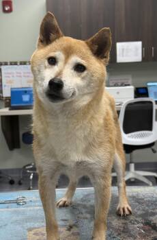 Suki -  Shiba Inu Dog for Adoption in Milford, Connecticut - Suki | PetCurious