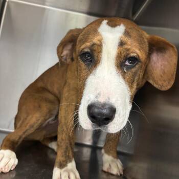 lil steggy -  Mixed Breed Dog for Adoption in Corbin, Kentucky - Lil Steggy | PetCurious