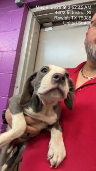 Dogo Argentino and Border Collie Dogs Available for Adoption in Rowlett, Texas - Florence Ballard | PetCurious