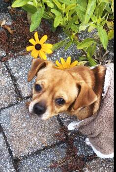 Rescue Chihuahua and Pug Dogs for Adoption in Pelham, New Hampshire - Scout  (Cross-Post) | PetCurious