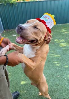 Rescue Pit Bull Terrier Dogs for Adoption in Austin, Texas - Kronk | PetCurious